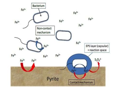 Image of Bacteria