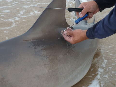 Image of Bull Shark