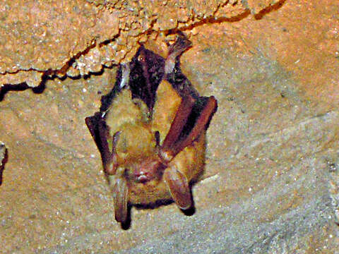 Image de Pipistrelle de l'Est