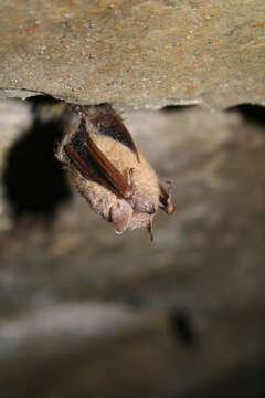 Image of Eastern Pipistrelle