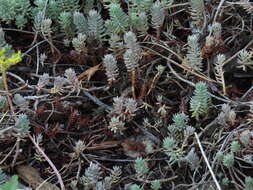 Image of Petrosedum Grulich