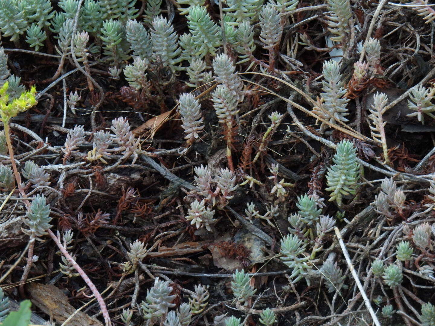 Image of Petrosedum Grulich