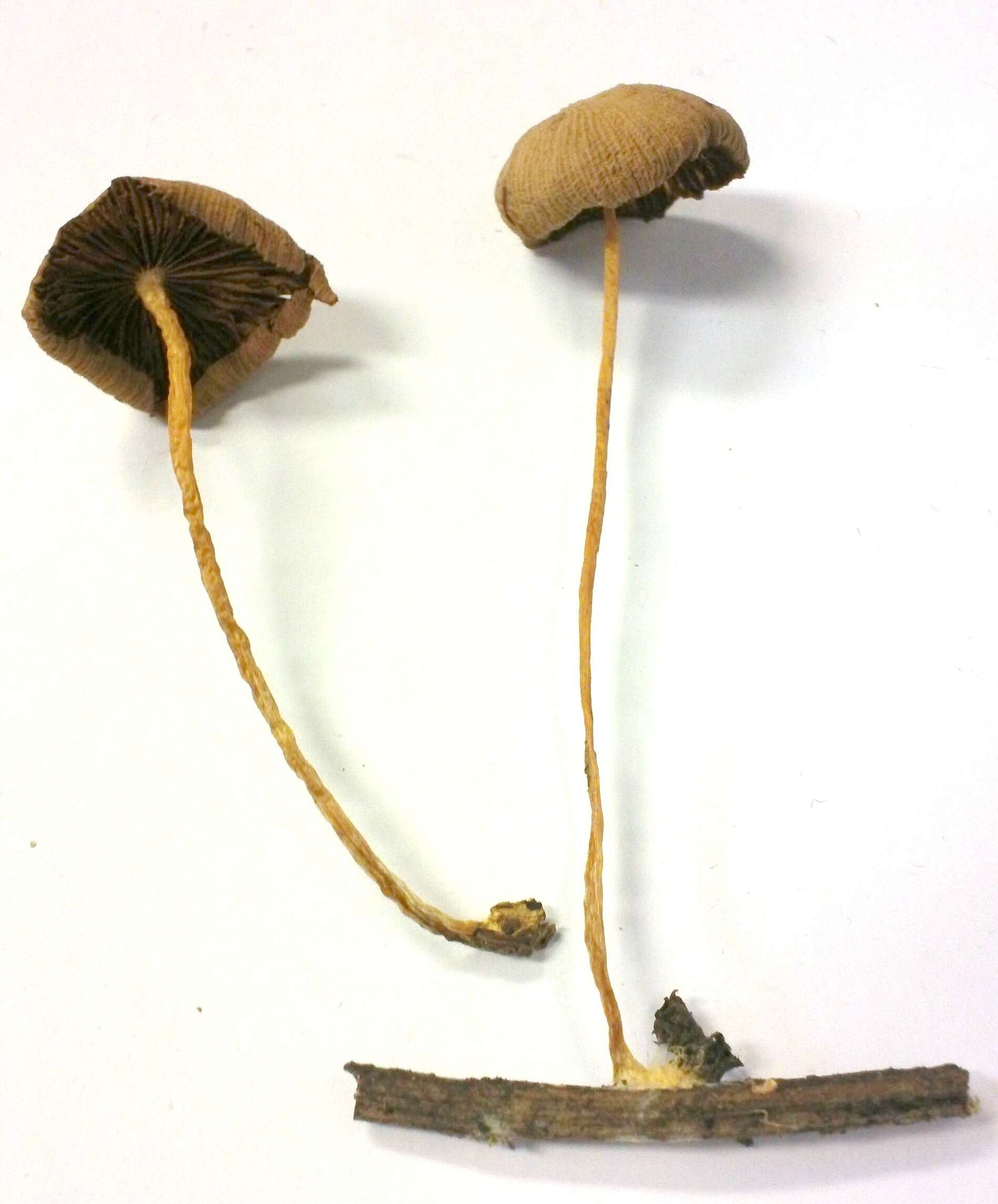 Imagem de Mycena luteopallens