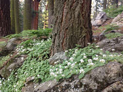 Plancia ëd Draperia systyla (A. Gray) Torr.