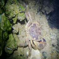 Image of Yellow Round Crab