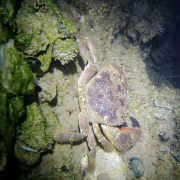 Image of Yellow Round Crab