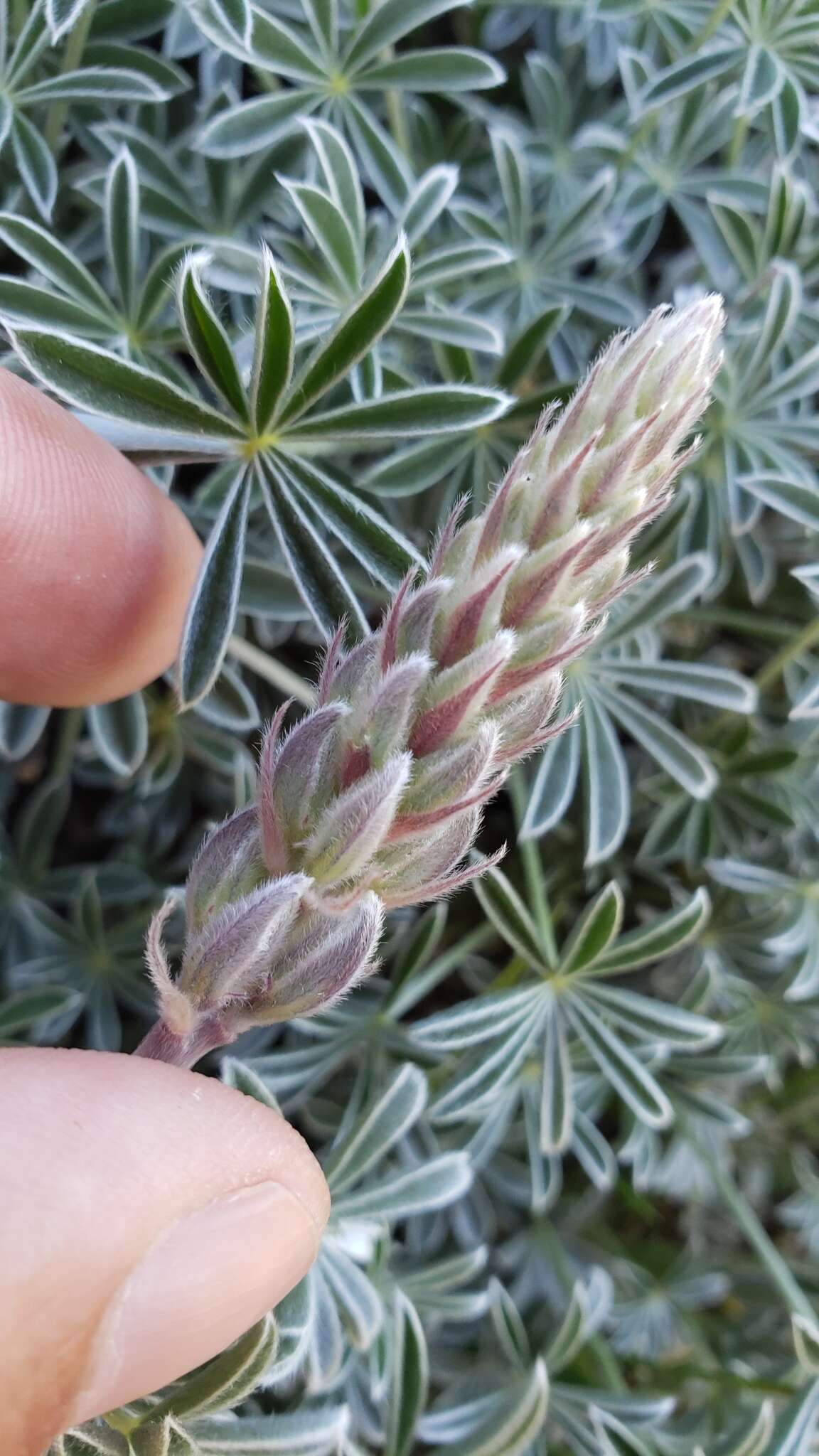 Image of silver lupine