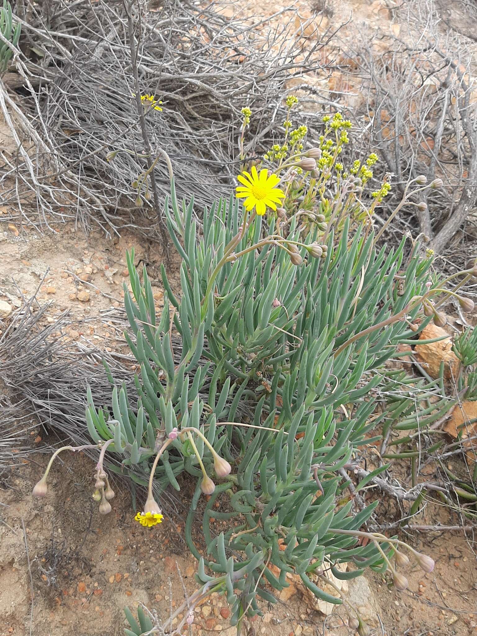 Image de Crassothonna cacalioides (L. fil.) B. Nord.