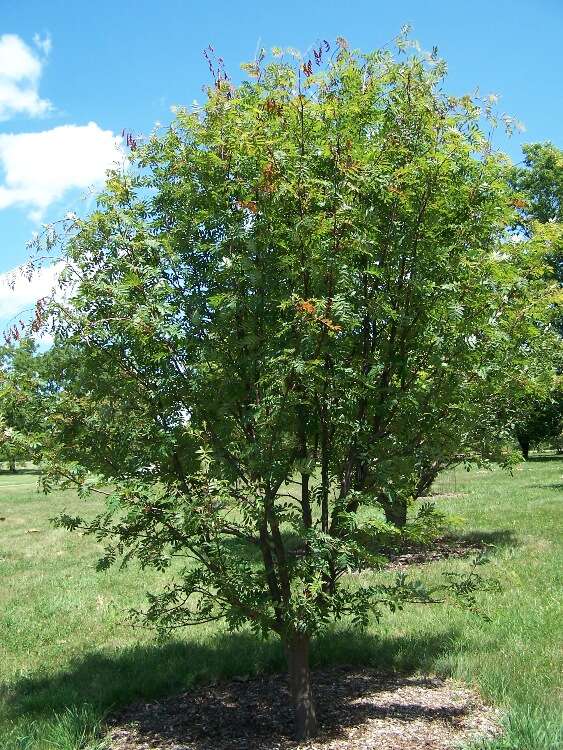 Image of Japanese Rowan