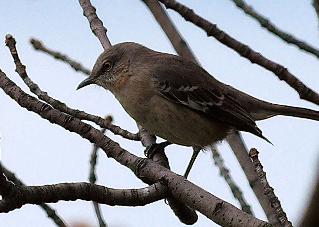 Image of Northern Mockingbird