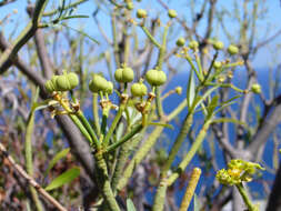 Image of Euphorbia lamarckii Sweet