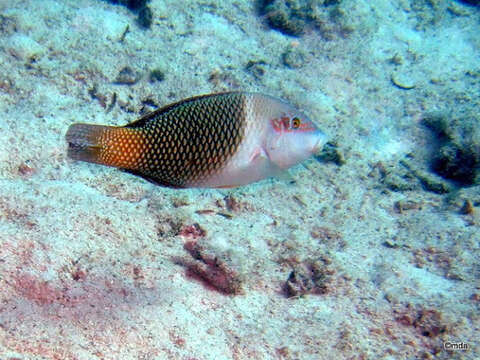 Imagem de Hemigymnus