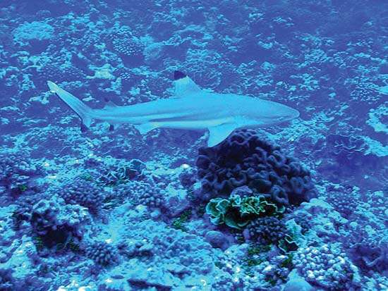 Image of Blacktip Reef Shark