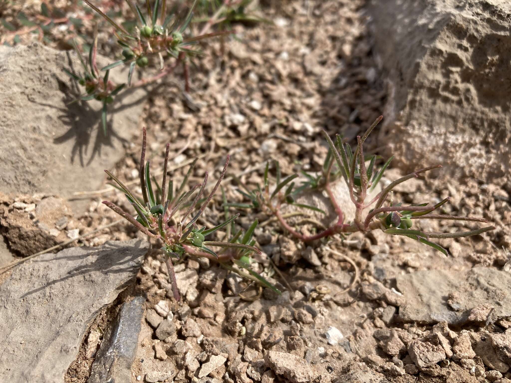 Image of Euphorbia exstipulata var. exstipulata