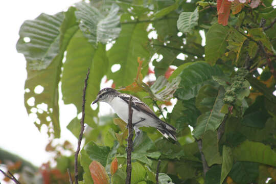 Image of Polynesian Triller