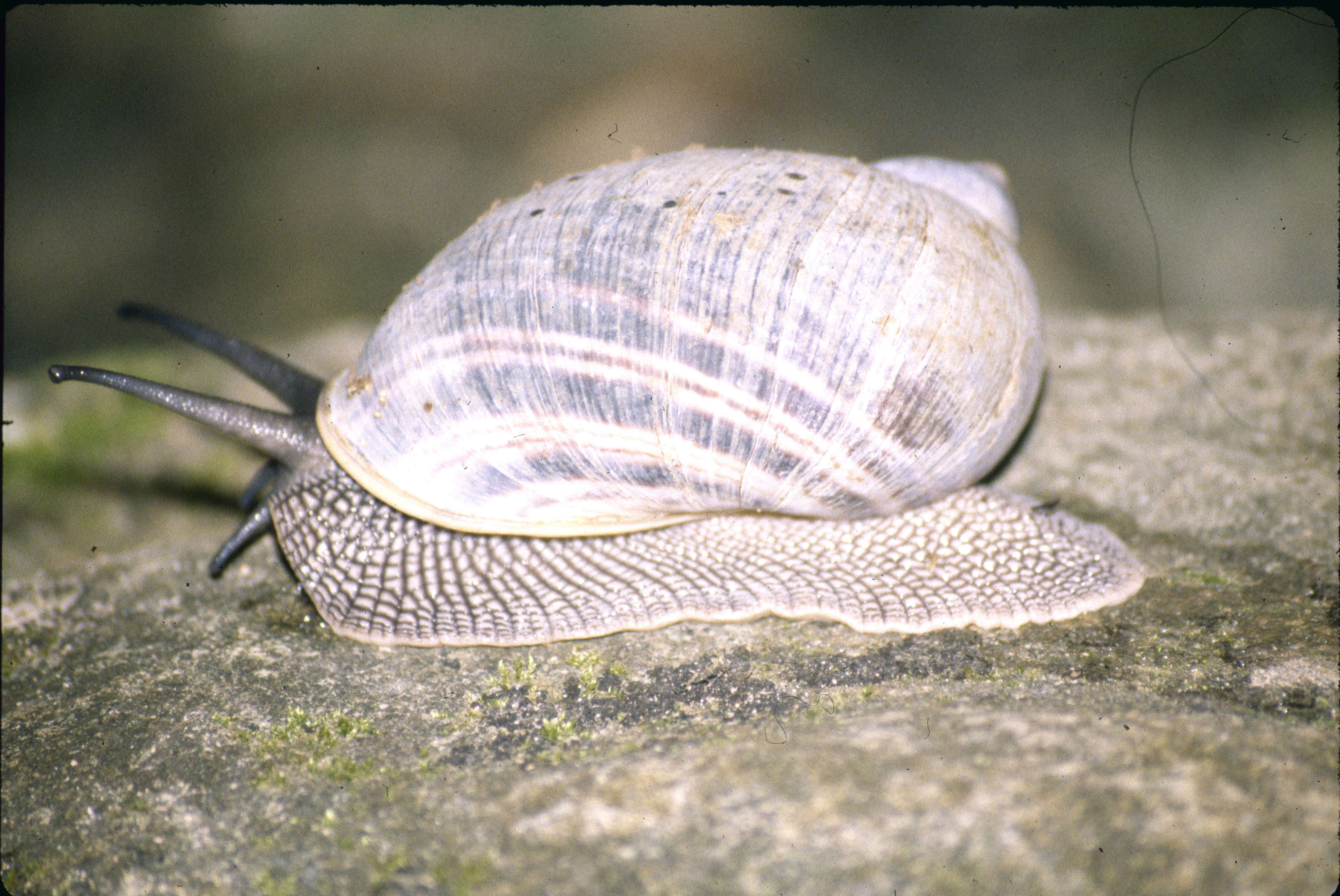 Imagem de Helicophanta A. Férussac 1821