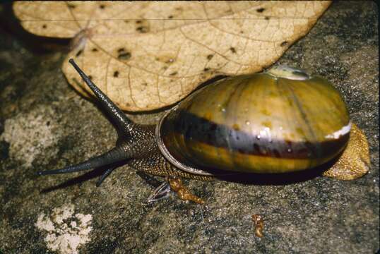 Image of Helicophanta souverbiana (Fischer 1860)