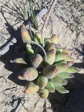 Image of Adromischus cristatus var. schonlandii (Phill.) Tölken