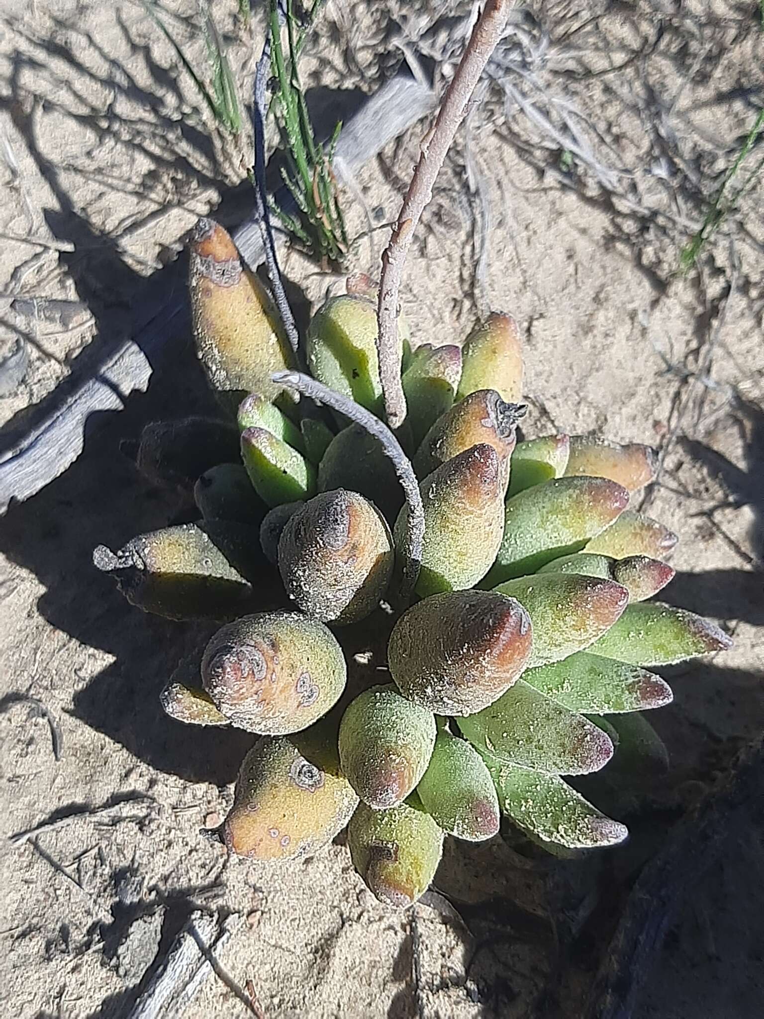 Imagem de Adromischus cristatus var. schonlandii (Phill.) Tölken