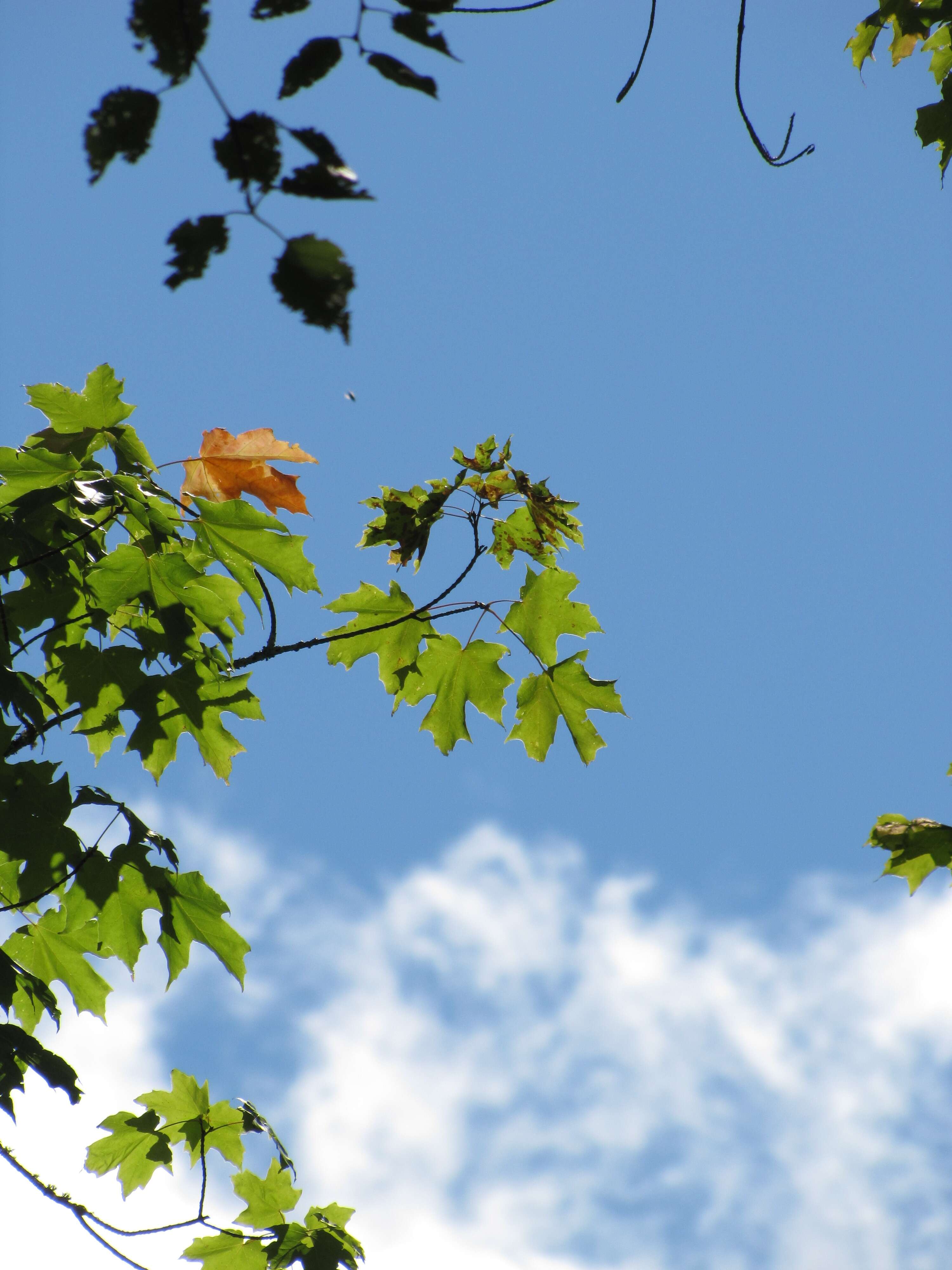 Image of silver maple