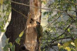 Image of Scaly-bellied Woodpecker