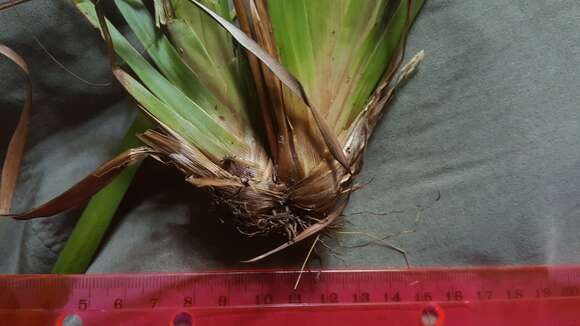 Image of Coastal-Plain Yellow-Eyed-Grass