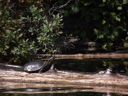 Image of Eastern Painted Turtle