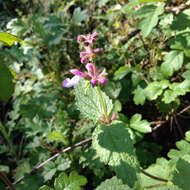 Stachys bullata Benth. resmi