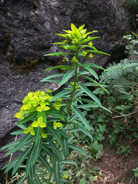Image of Euphorbia pseudosikkimensis (Hurus. & Yu. Tanaka) Radcl.-Sm.