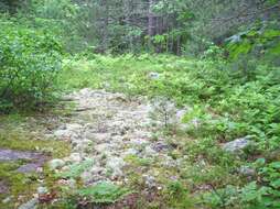 Image of dwarf bilberry