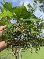 Image of Premna obtusifolia R. Br.