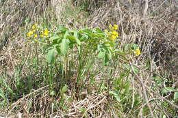 Image of Gymnospermium altaicum (Pallas) Spach