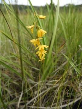 Image de Eulophia milnei Rchb. fil.