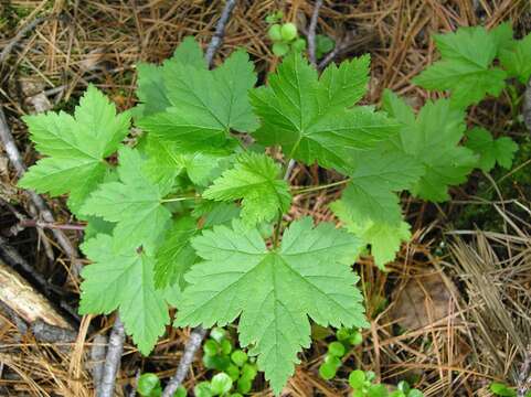 Image of red currant