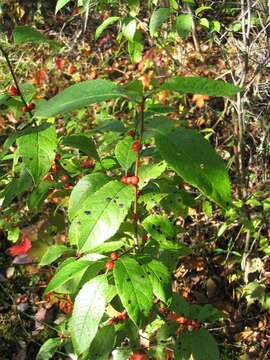 Image of Michigan holly