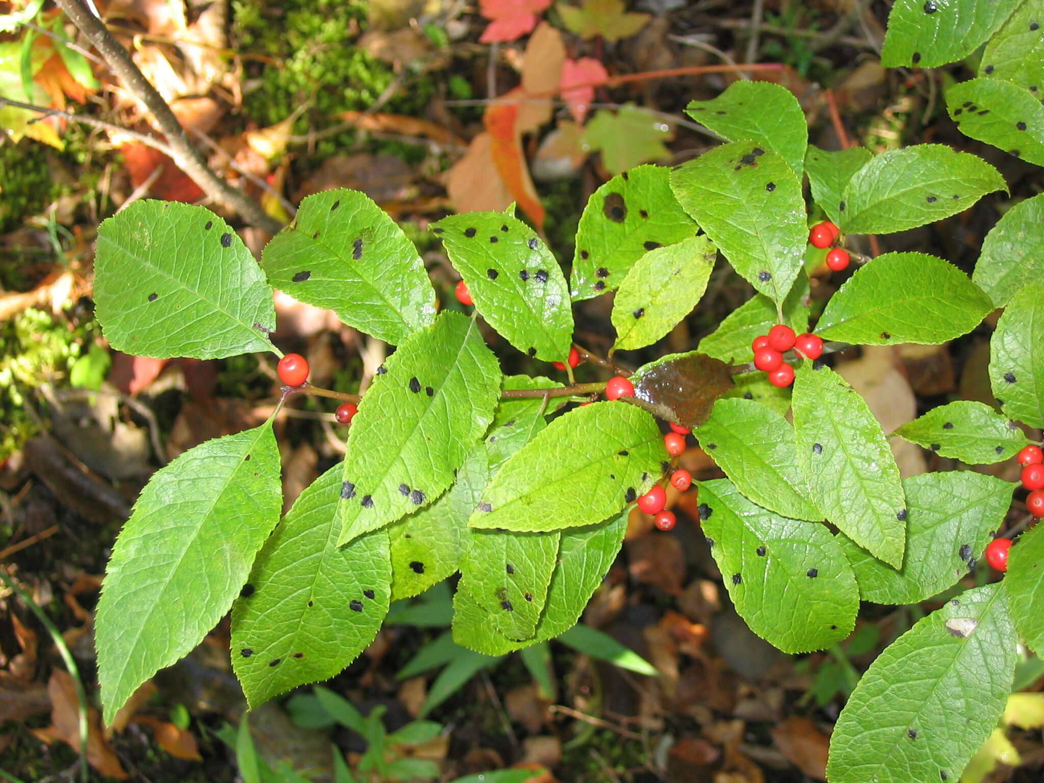 Image of Michigan holly