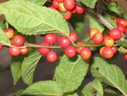 Image of Michigan holly