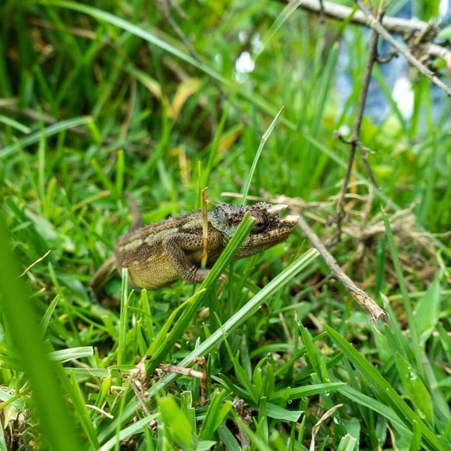 Image of Ngosi Volcano Chameleon