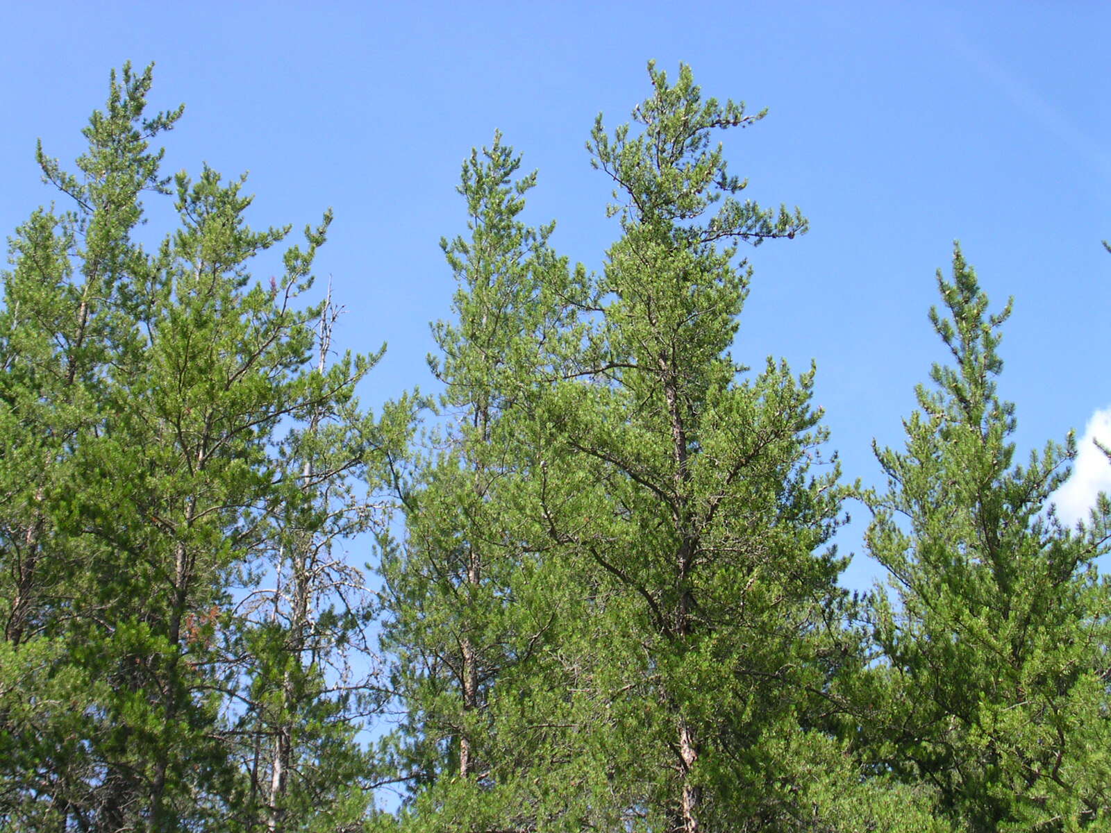 Image of jack pine