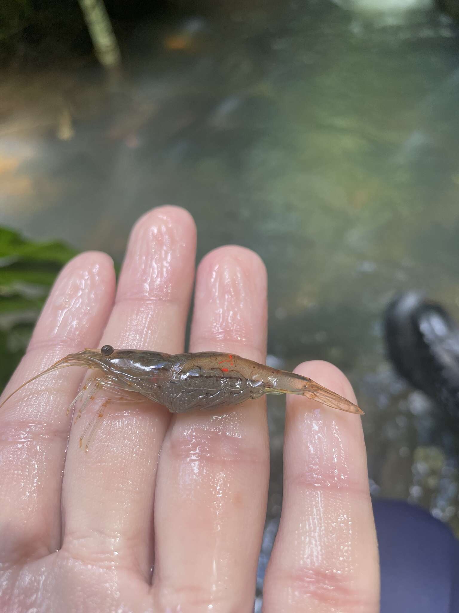 صورة Xiphocaris elongata (Guérin-Méneville 1855)