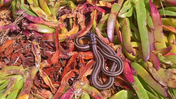 Image of Cross-marked Or Montane Grass Snake