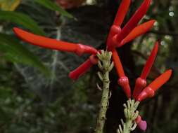 Image of Erythrina gibbosa Cufod.