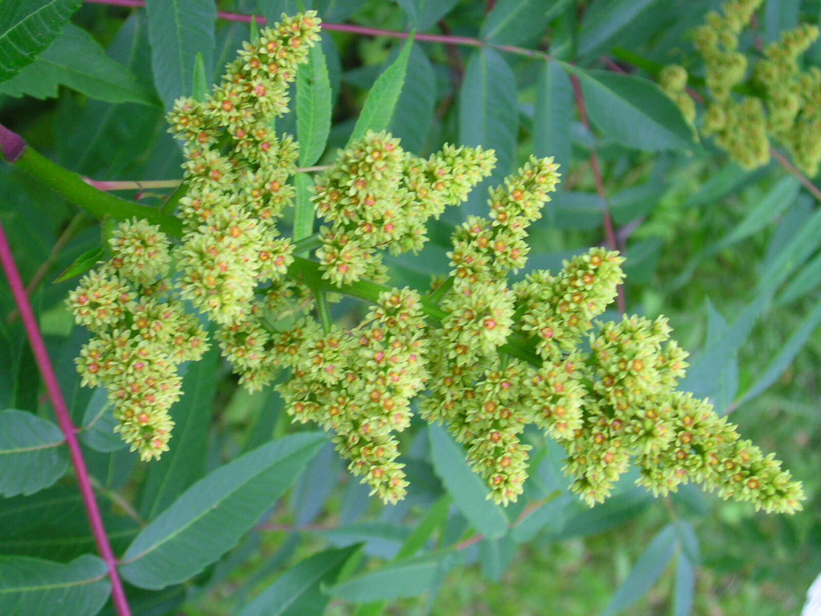 Image of rocky mountain sumac