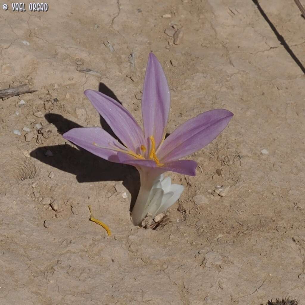 Image of Colchicum tunicatum Feinbrun