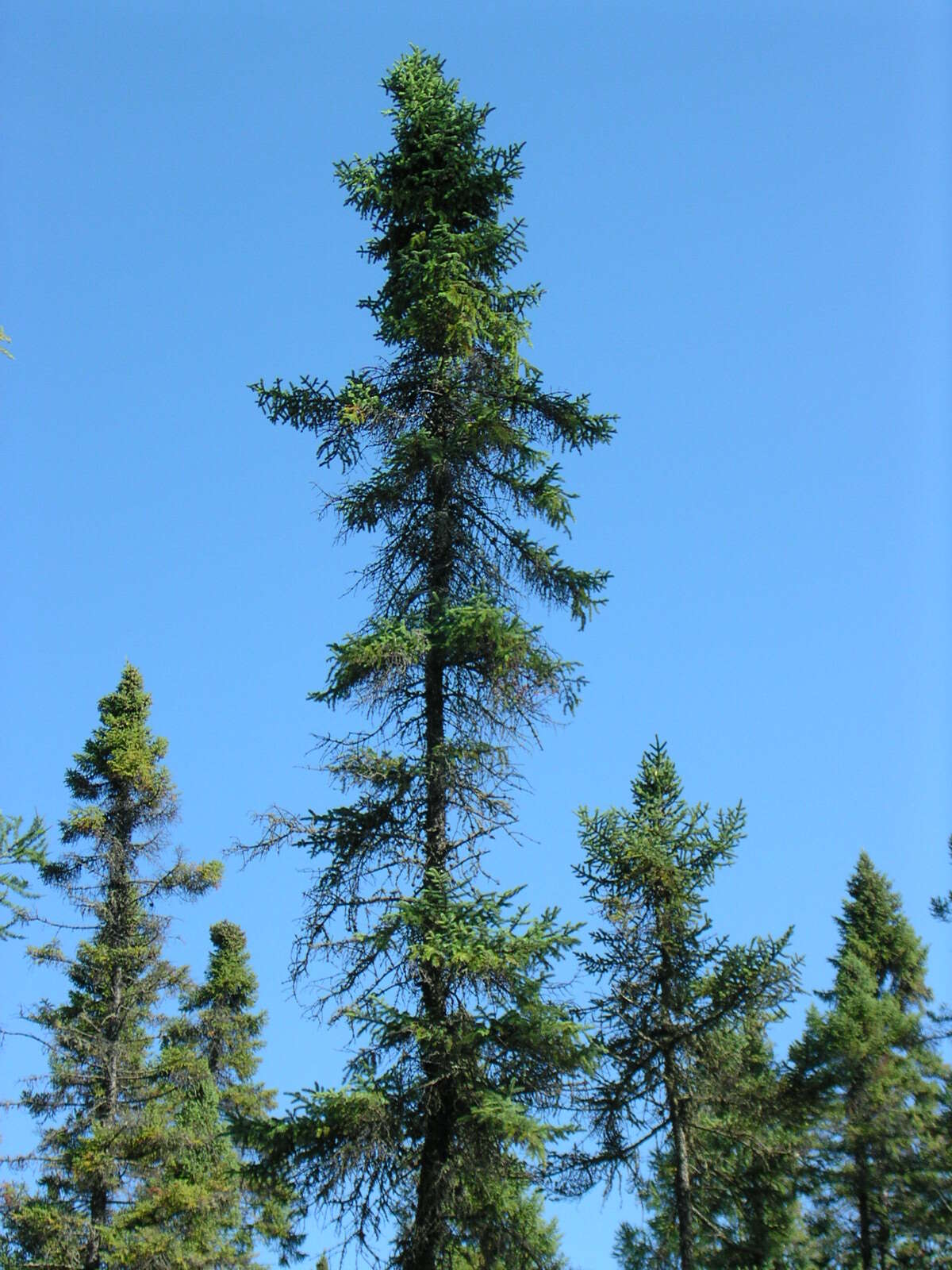 Image of Black Spruce