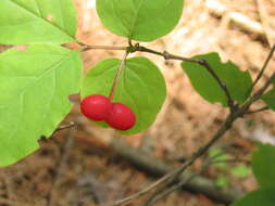 Image de Lonicera canadensis Bartr. ex Marsh.