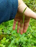 Image of Nodding False Semaphore Grass