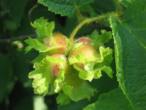 Image of American Hazel