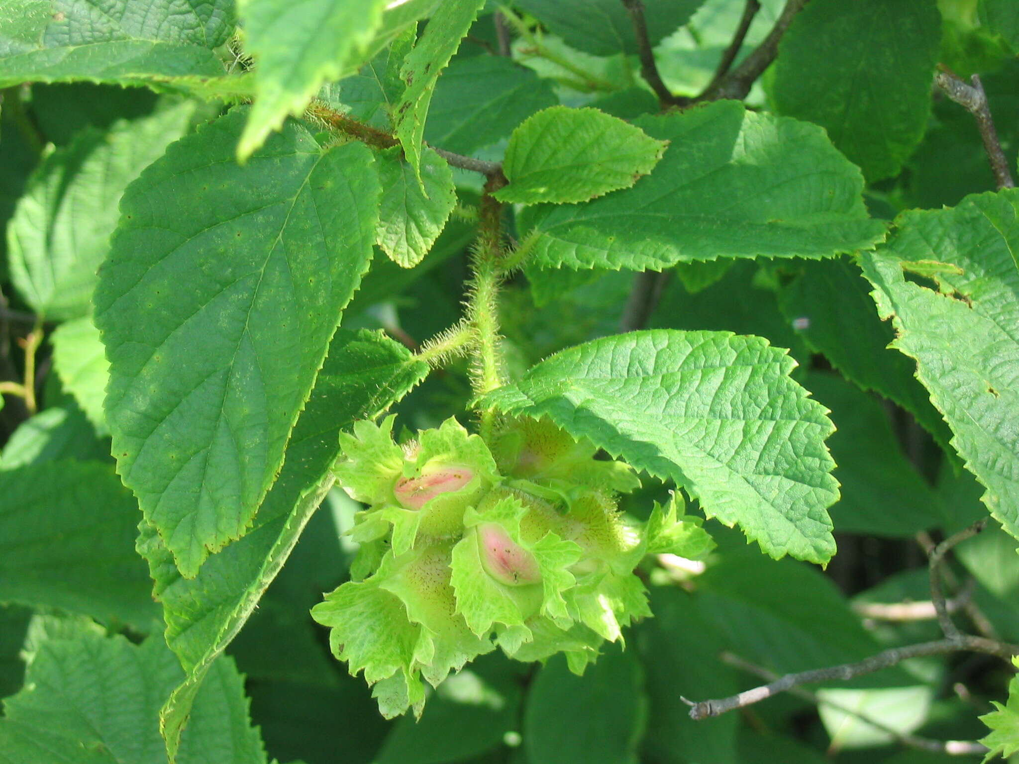 Image of American Hazel