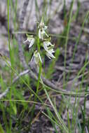 Image of Streaked leek orchid